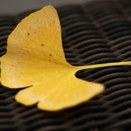 ginkgo leaf